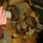 Őrségi Vadászati Kiállítás Magyarszombatfa - 