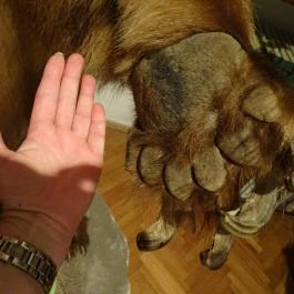 Őrségi Vadászati Kiállítás Magyarszombatfa - Egyéb