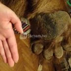 Őrségi Vadászati Kiállítás Magyarszombatfa - 