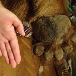 Őrségi Vadászati Kiállítás Magyarszombatfa - Egyéb