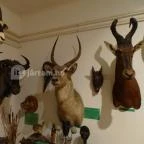 Őrségi Vadászati Kiállítás Magyarszombatfa - 