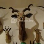 Őrségi Vadászati Kiállítás Magyarszombatfa - 