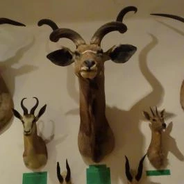 Őrségi Vadászati Kiállítás Magyarszombatfa - Egyéb