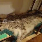 Őrségi Vadászati Kiállítás Magyarszombatfa - 