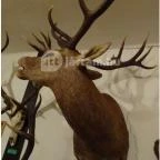 Őrségi Vadászati Kiállítás Magyarszombatfa - 