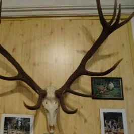 Őrségi Vadászati Kiállítás Magyarszombatfa - Egyéb