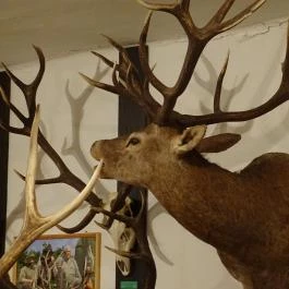 Őrségi Vadászati Kiállítás Magyarszombatfa - Egyéb