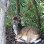 Őrségi Vadászati Kiállítás Magyarszombatfa - 