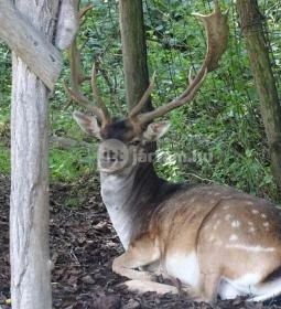 Őrségi Vadászati Kiállítás