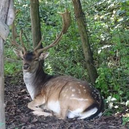 Őrségi Vadászati Kiállítás Magyarszombatfa - Egyéb