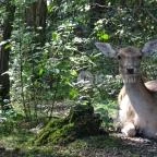 Őrségi Vadászati Kiállítás Magyarszombatfa - 