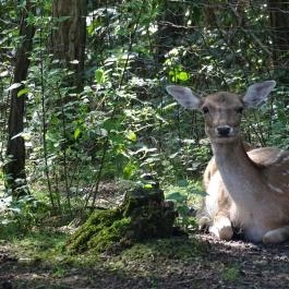 Őrségi Vadászati Kiállítás Magyarszombatfa - Egyéb