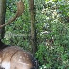 Őrségi Vadászati Kiállítás Magyarszombatfa - 