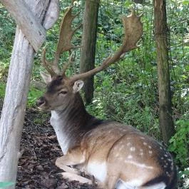 Őrségi Vadászati Kiállítás Magyarszombatfa - Egyéb