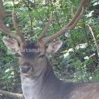 Őrségi Vadászati Kiállítás Magyarszombatfa - 