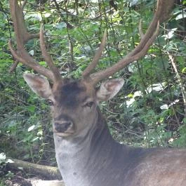Őrségi Vadászati Kiállítás Magyarszombatfa - Egyéb