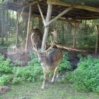 Őrségi Vadászati Kiállítás Magyarszombatfa - 