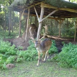 Őrségi Vadászati Kiállítás Magyarszombatfa - Egyéb