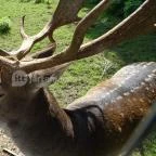 Őrségi Vadászati Kiállítás Magyarszombatfa - 