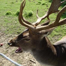 Őrségi Vadászati Kiállítás Magyarszombatfa - Egyéb