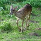 Őrségi Vadászati Kiállítás Magyarszombatfa - 