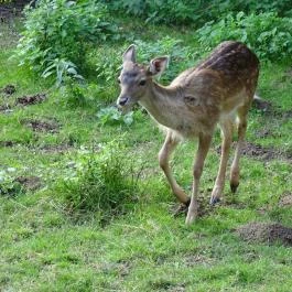 Őrségi Vadászati Kiállítás Magyarszombatfa - Egyéb