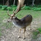 Őrségi Vadászati Kiállítás Magyarszombatfa - 