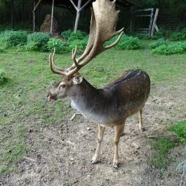 Őrségi Vadászati Kiállítás Magyarszombatfa - Egyéb