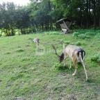 Őrségi Vadászati Kiállítás Magyarszombatfa - 