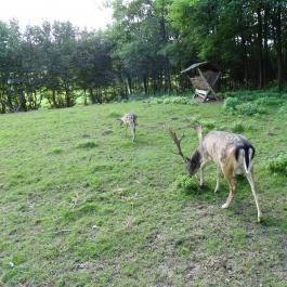 Őrségi Vadászati Kiállítás Magyarszombatfa - Egyéb