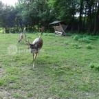 Őrségi Vadászati Kiállítás Magyarszombatfa - 