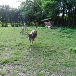 Őrségi Vadászati Kiállítás Magyarszombatfa - Egyéb