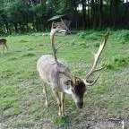 Őrségi Vadászati Kiállítás Magyarszombatfa - 