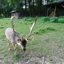 Őrségi Vadászati Kiállítás Magyarszombatfa - Egyéb