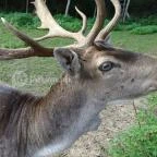 Őrségi Vadászati Kiállítás Magyarszombatfa - 