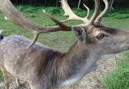 Őrségi Vadászati Kiállítás Magyarszombatfa