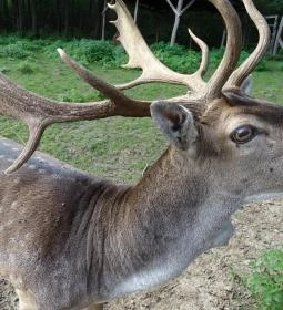 Őrségi Vadászati Kiállítás