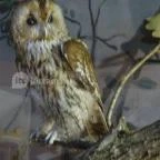 Őrségi Népi Műemlékegyüttes Szalafő - 