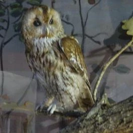 Őrségi Népi Műemlékegyüttes Szalafő - Egyéb