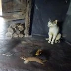 Őrségi Népi Műemlékegyüttes Szalafő - 