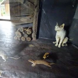 Őrségi Népi Műemlékegyüttes Szalafő - Egyéb