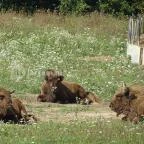 Őrségi Népi Műemlékegyüttes Szalafő - 