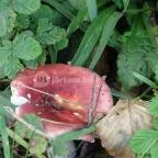 Őrségi Népi Műemlékegyüttes Szalafő - 