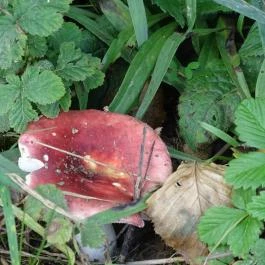 Őrségi Népi Műemlékegyüttes Szalafő - Egyéb