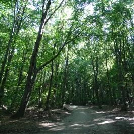 Regéci vár Regéc - Egyéb