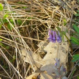 Siroki Vár Sirok - Egyéb