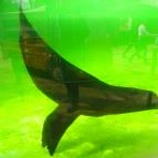 Sóstó Zoo - Nyíregyházi Állatpark Nyíregyháza - 