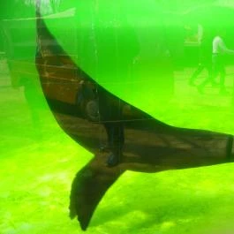 Sóstó Zoo - Nyíregyházi Állatpark Nyíregyháza - Egyéb