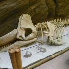 Sóstó Zoo - Nyíregyházi Állatpark Nyíregyháza - 