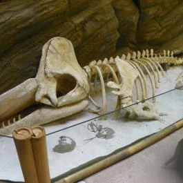 Sóstó Zoo - Nyíregyházi Állatpark Nyíregyháza - Egyéb